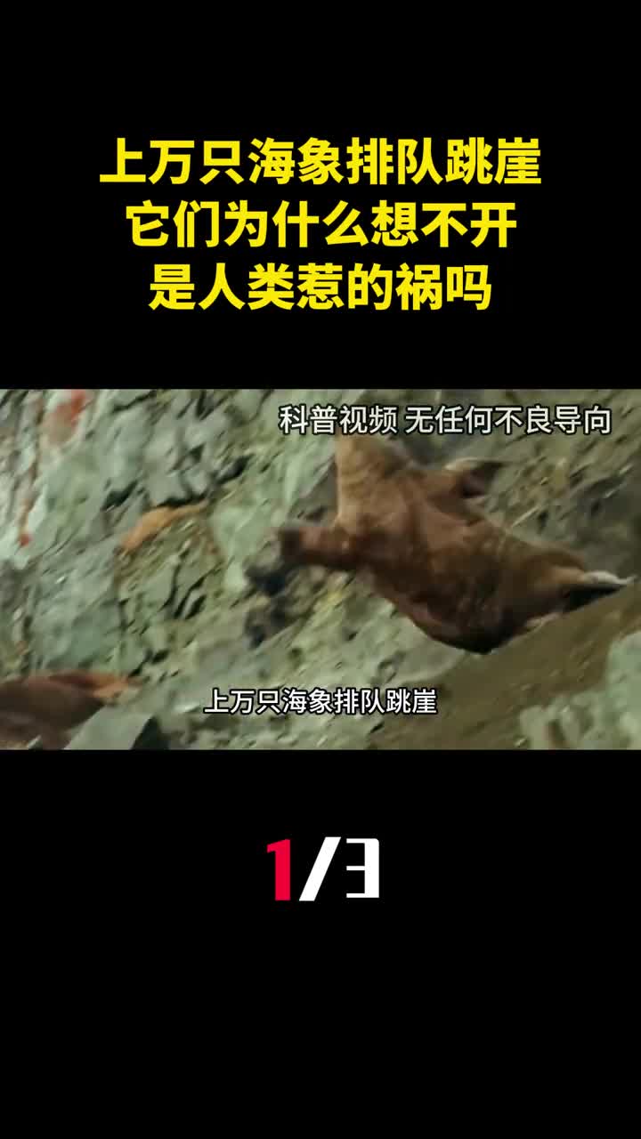 上万只海象排队跳崖它们为什么如此想不开是人类惹的祸吗1