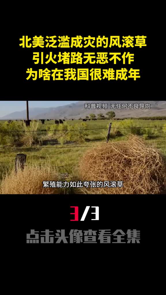 北美泛滥成灾的风滚草引火堵路无恶不作为啥在我国很难成年3