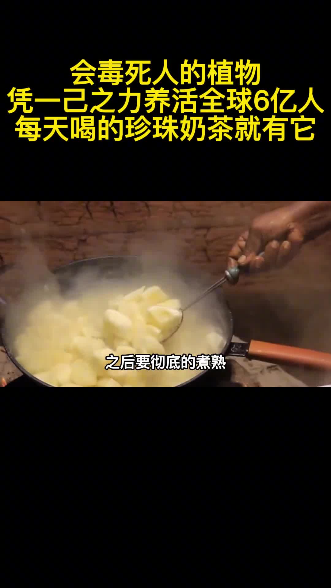 会毒死人的植物凭一己之力养活6亿人每天喝的珍珠奶茶就有它3