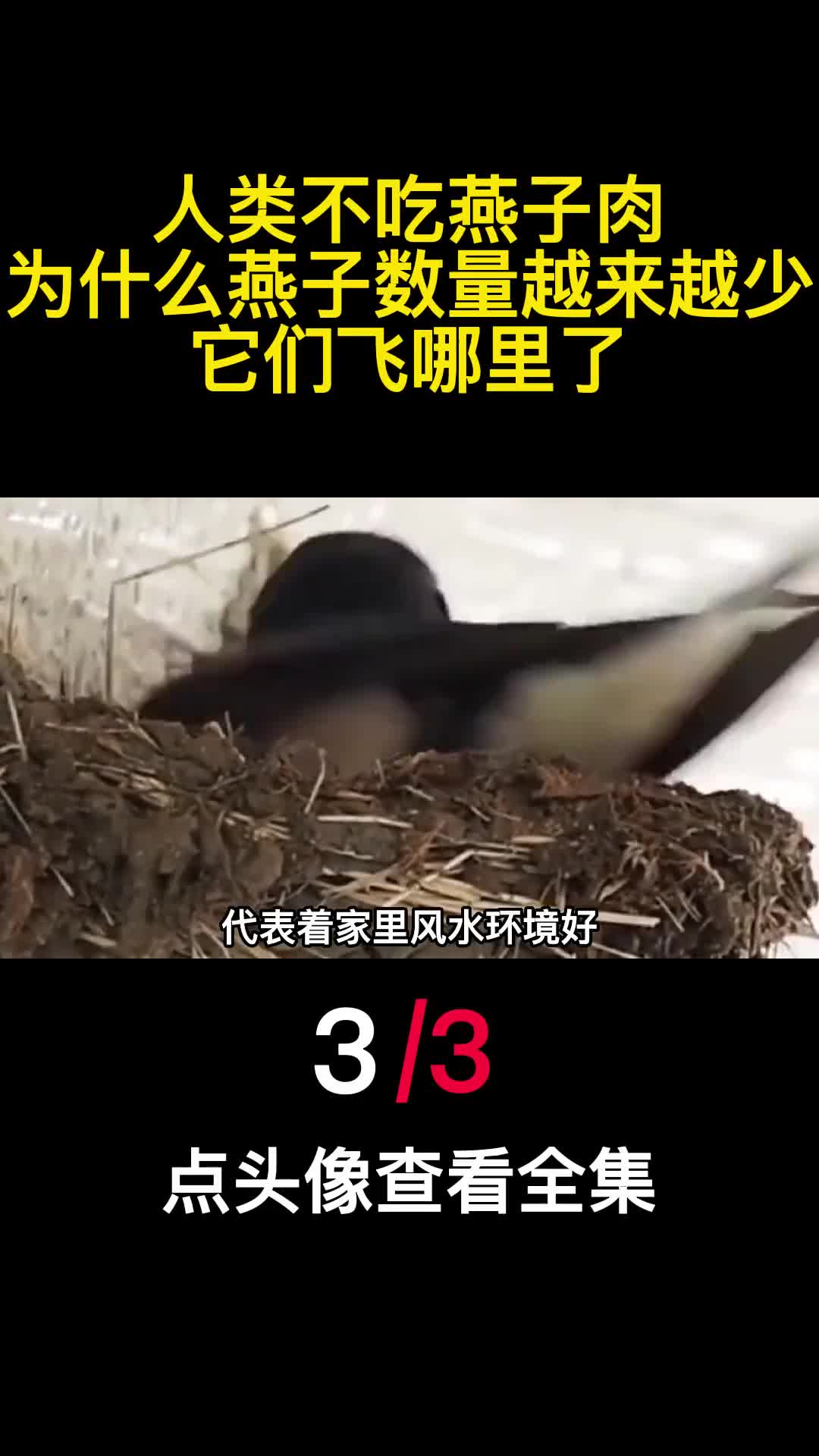人类不吃燕子肉为什么燕子数量越来越少它们飞哪里了3