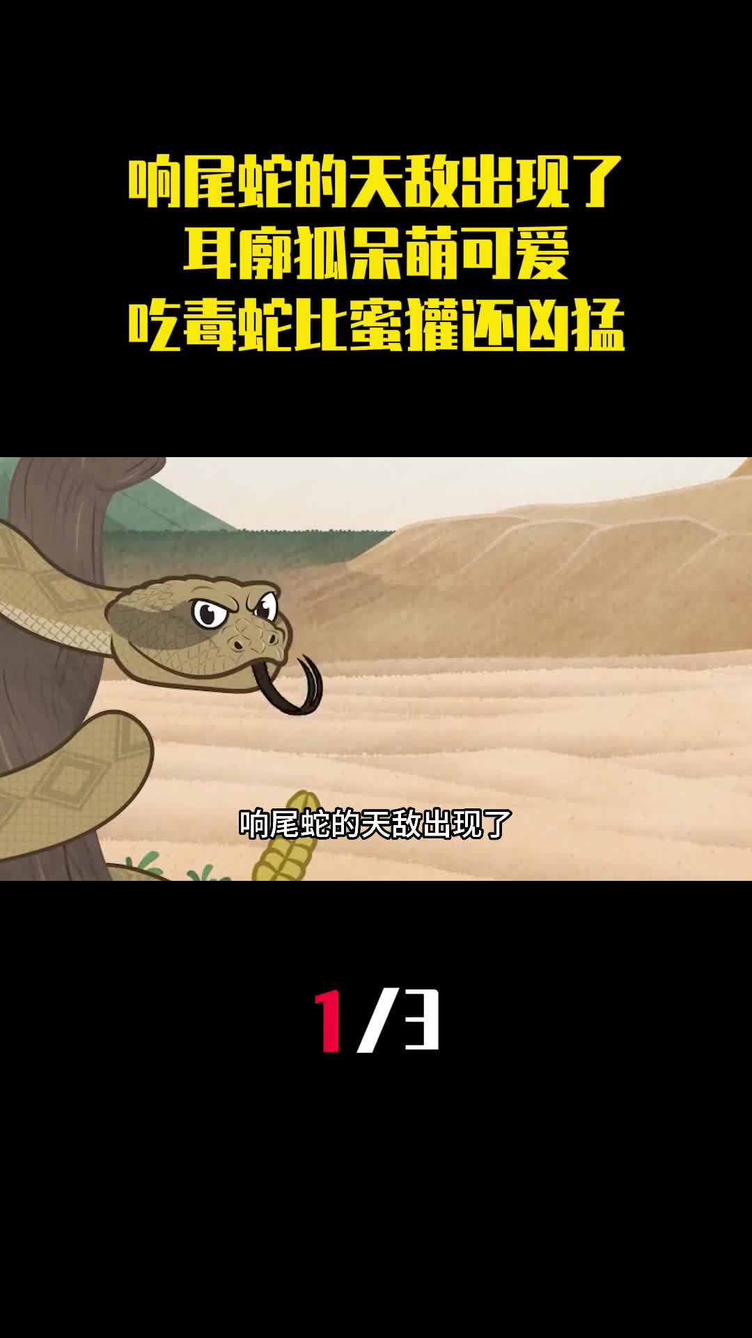 响尾蛇的天敌出现了耳廓狐呆萌可爱吃毒蛇比蜜獾还凶猛1