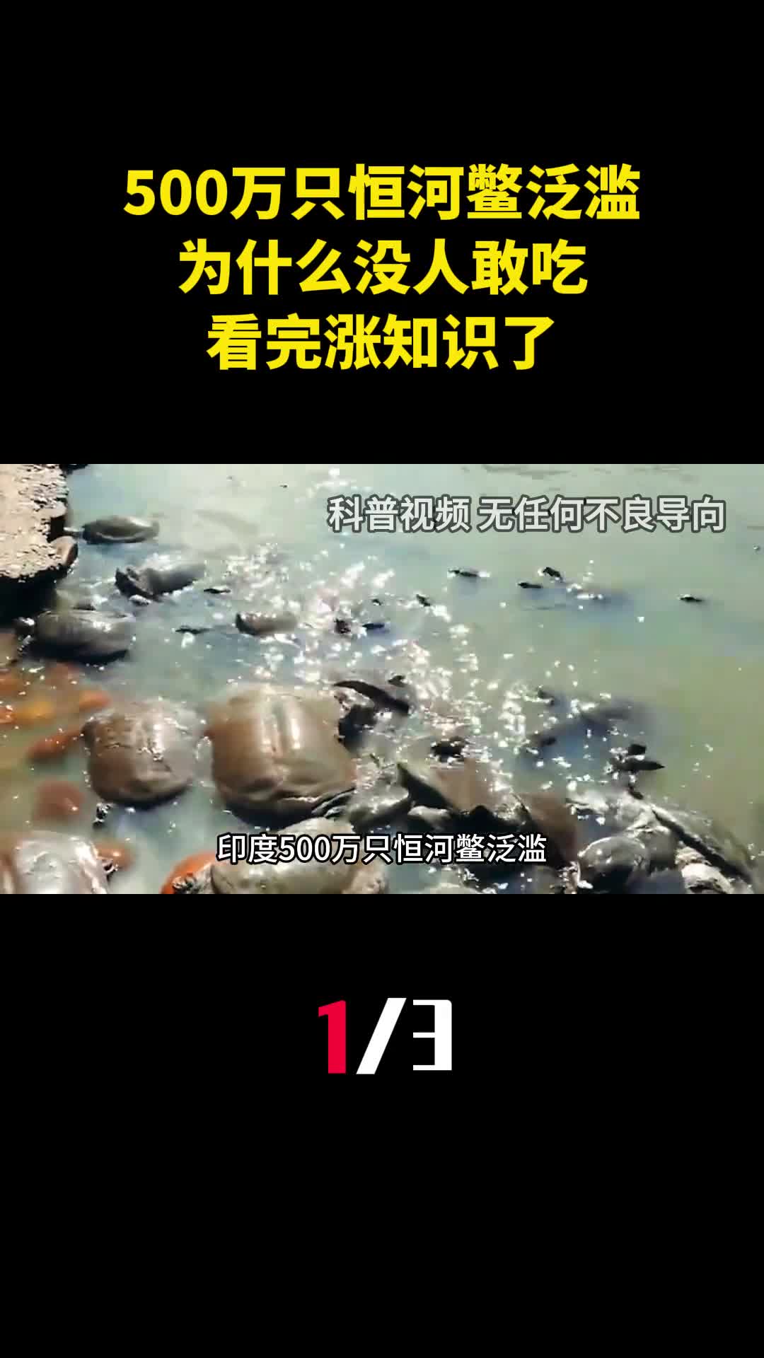印度500万只恒河鳖泛滥为什么没人敢吃看完涨知识了1