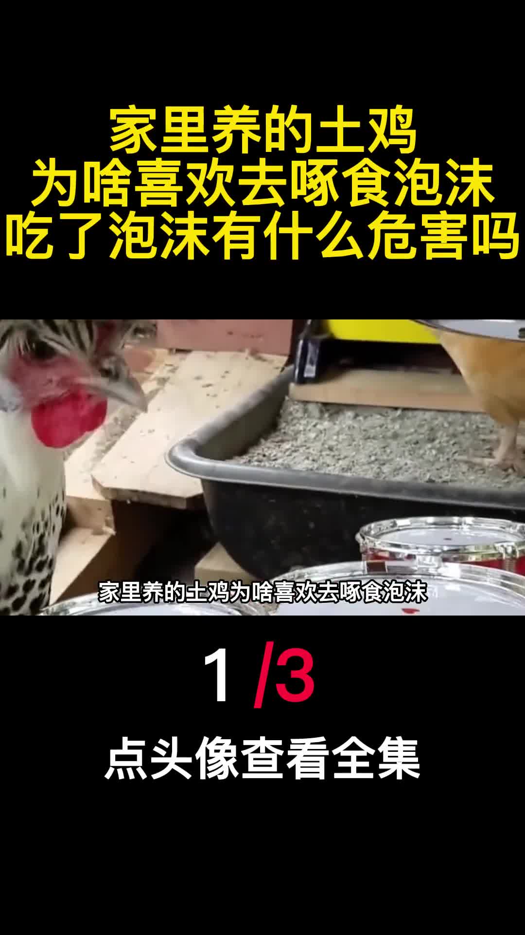 家里养的土鸡为啥喜欢去啄食泡沫吃了泡沫有什么危害吗1