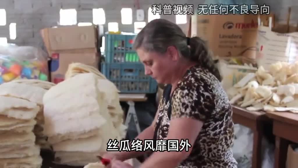 曾被人忽视的丝瓜络被老外批量生产如今年入300万美元3