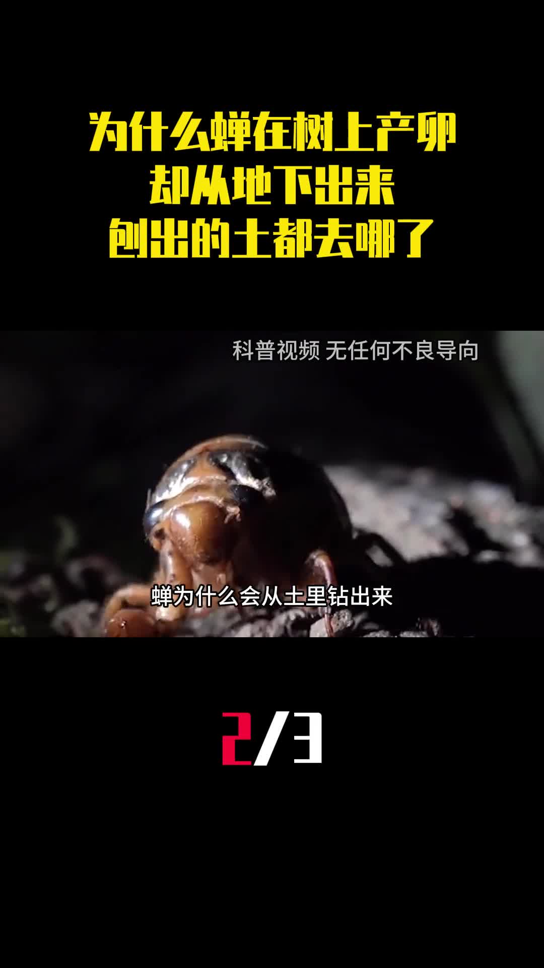 为什么蝉在树上产卵却从地下出来刨出的土都去哪了2