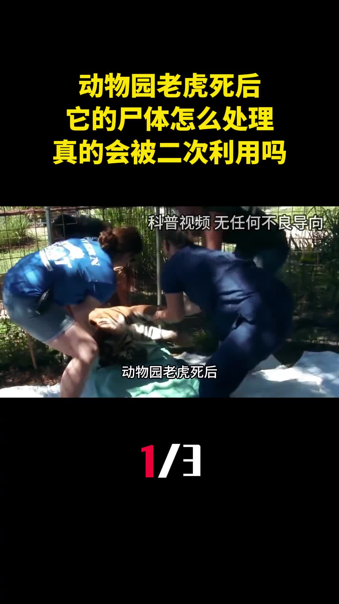 动物园老虎死后它的尸体怎么处理真的会被二次利用吗1