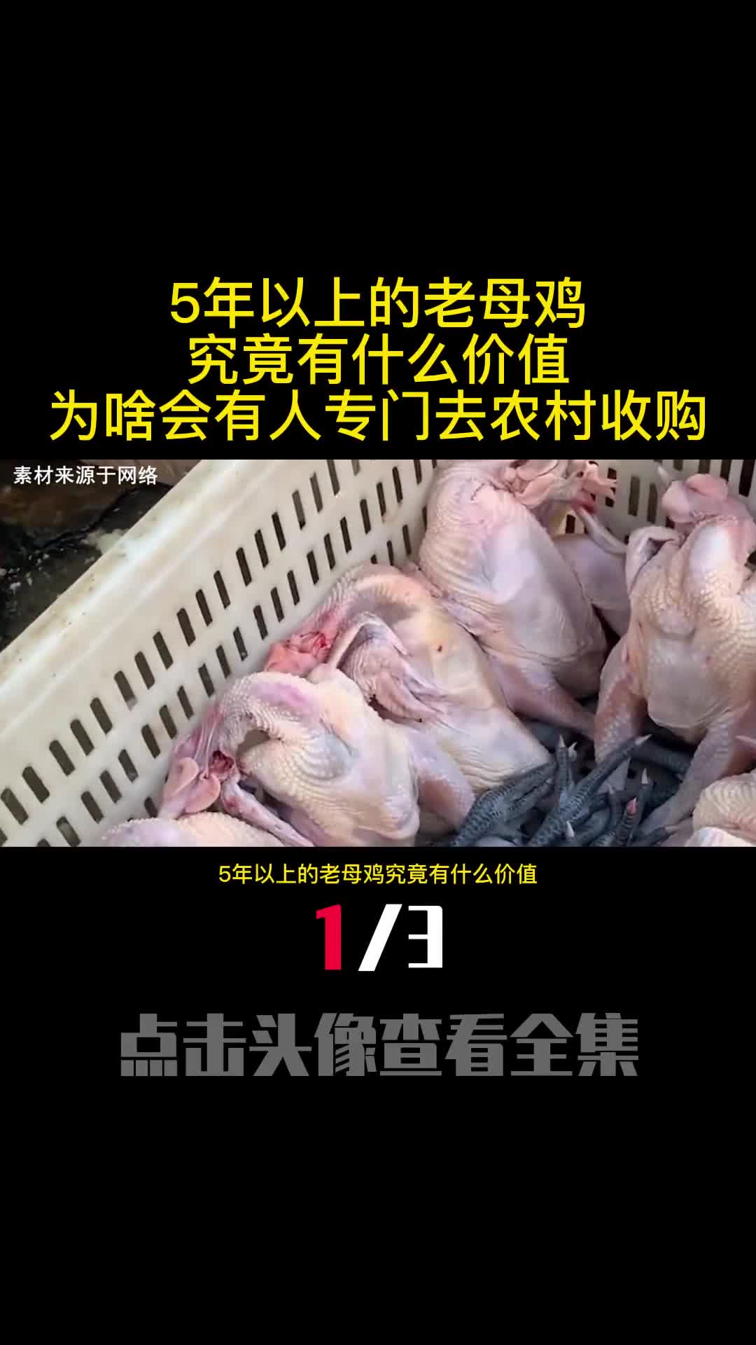 5年以上的老母鸡究竟有什么价值为啥会有人专门去农村收购1