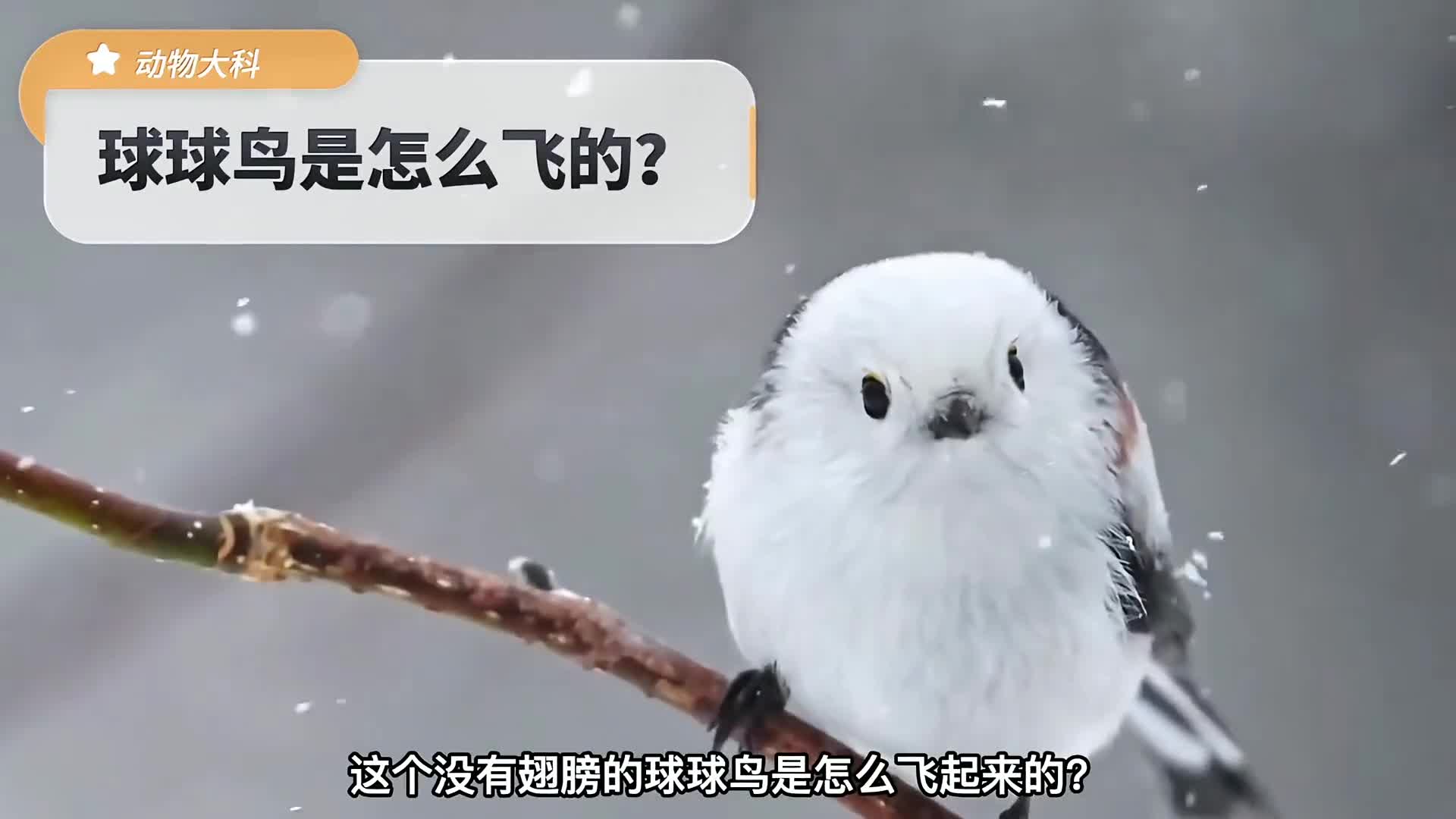 终于知道球球鸟是怎样飞起来的了