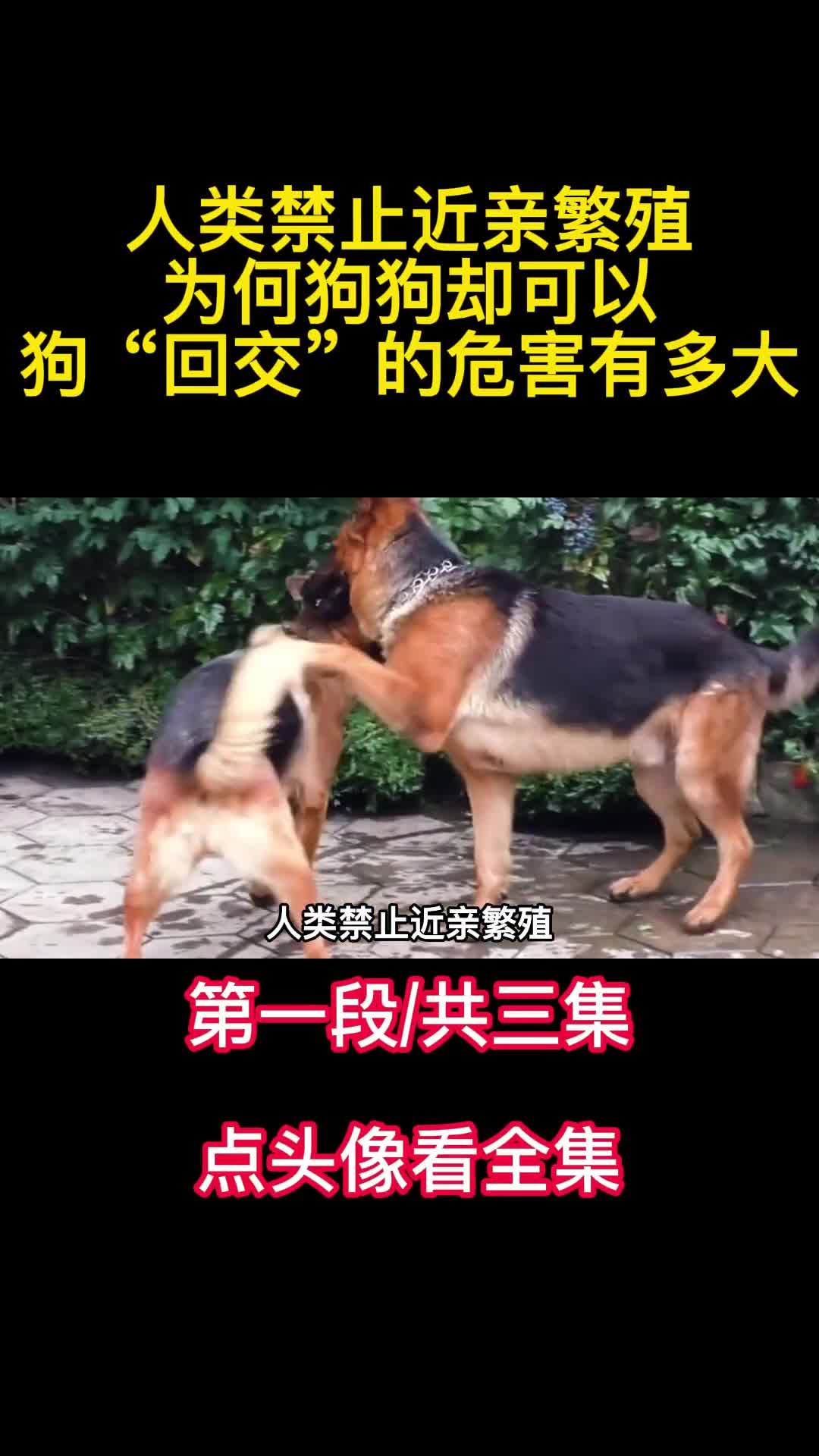 人类禁止近亲繁殖为何狗狗却可以狗回交的危害有多大1