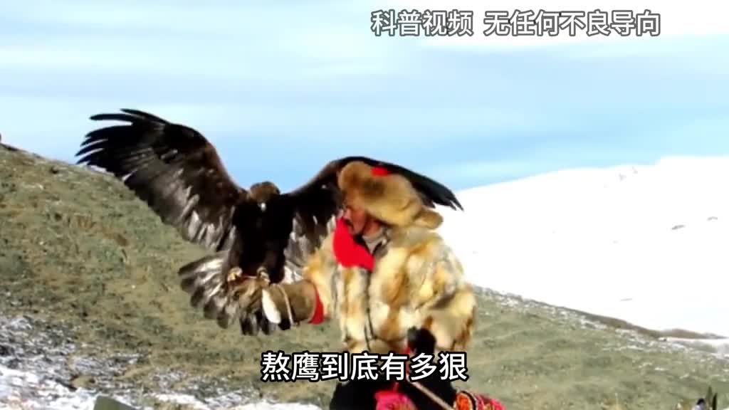 熬鹰到底有多狠一人一鹰硬刚24小时不合眼有人甚至因此猝死1