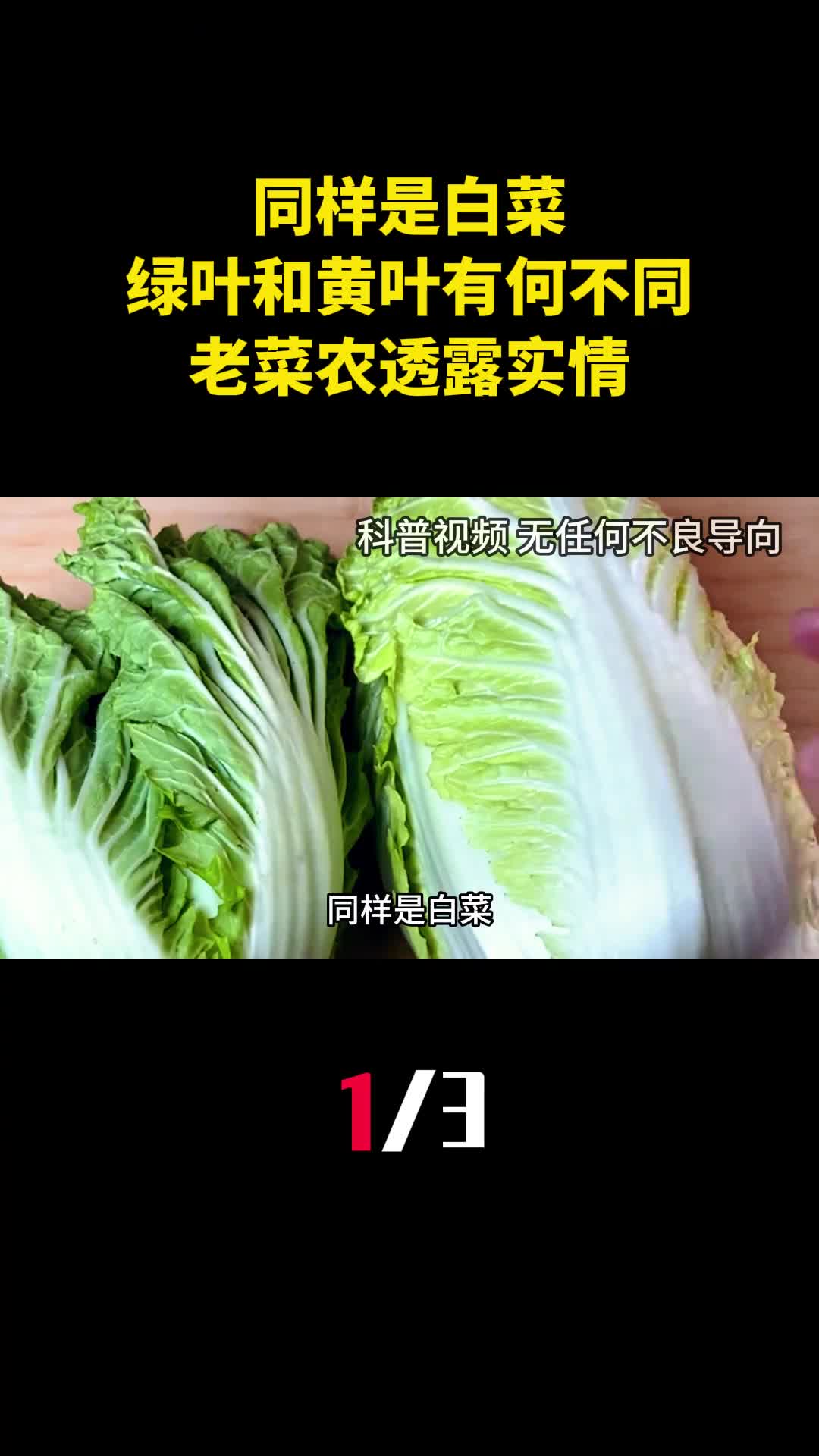 同样是白菜绿叶和黄叶有什么不同老菜农透露实情1