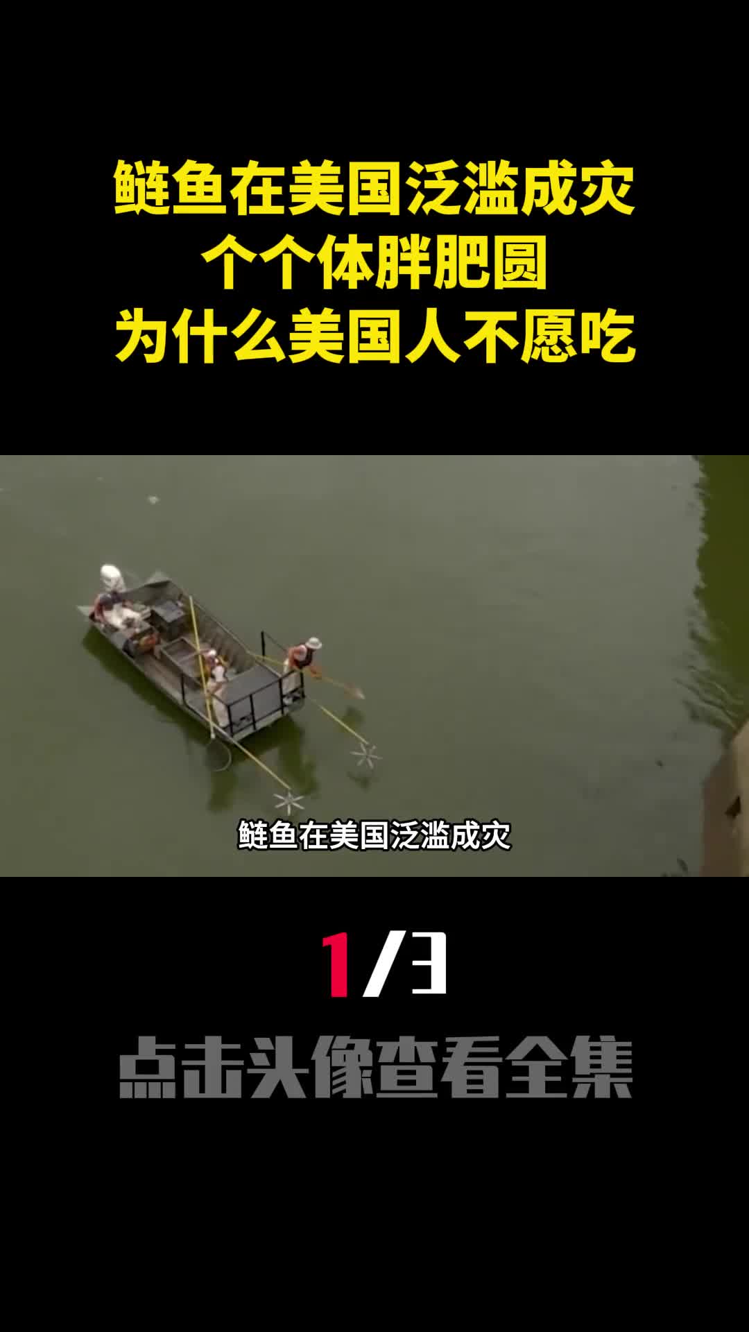 鲢鱼在美国泛滥成灾个个体胖肥圆为什么美国人不愿吃1