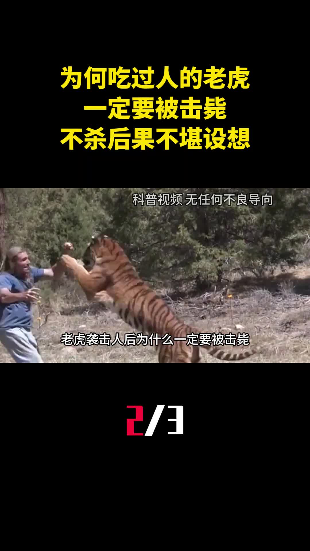 为何吃过人的老虎一定要被击毙专家不杀后果不堪设想2