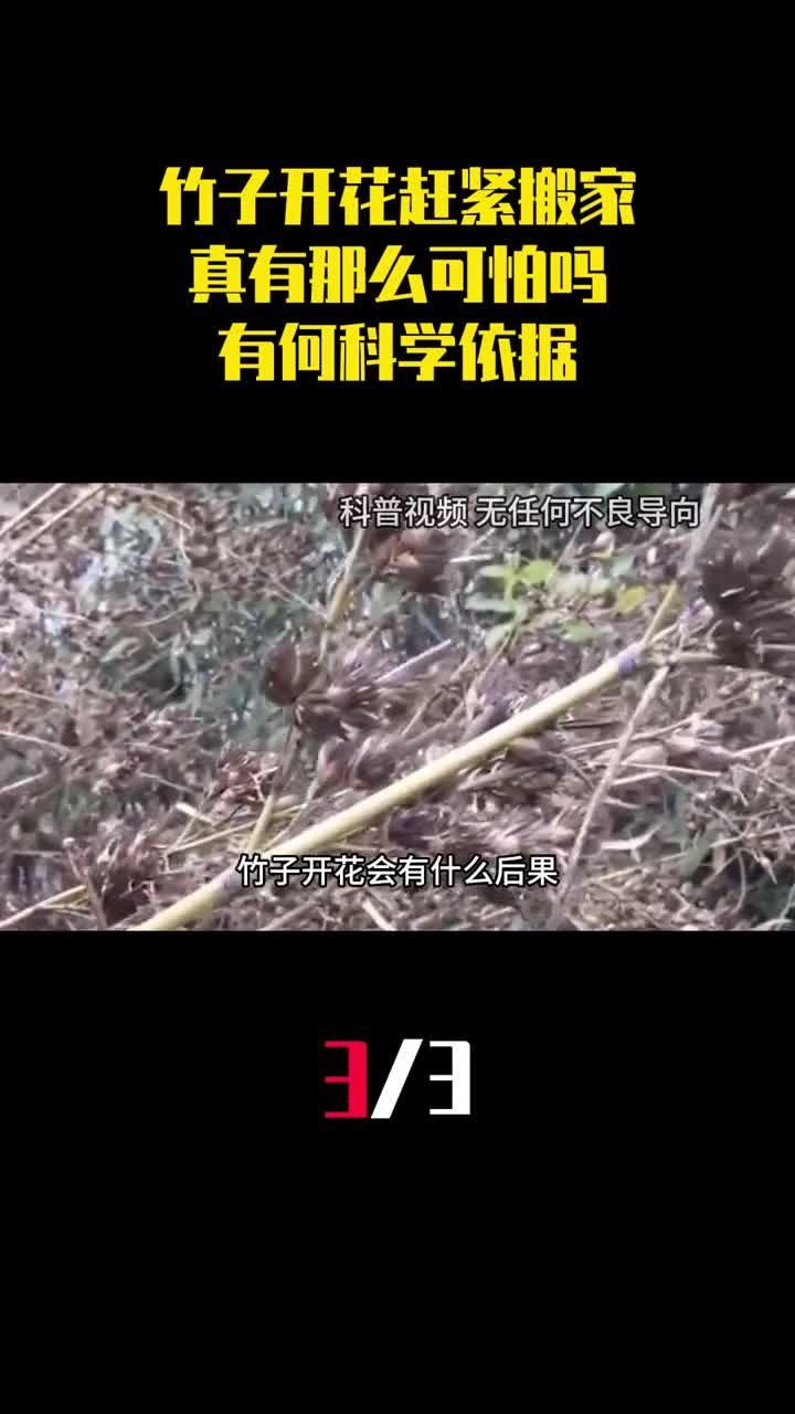 古人说竹子开花赶紧搬家真有那么可怕有何科学依据3
