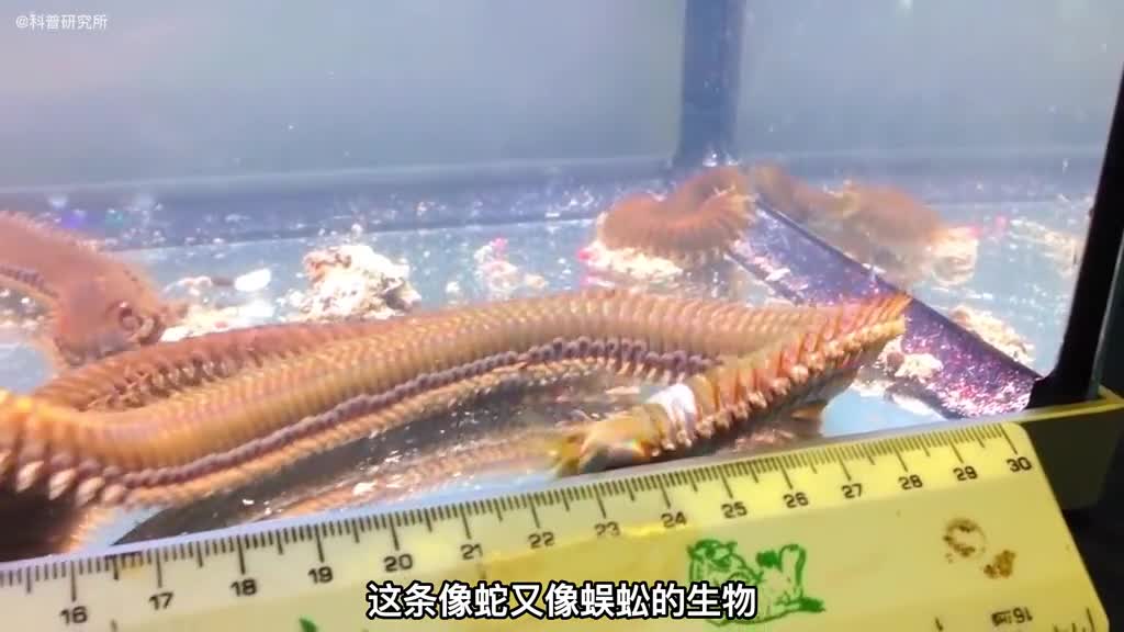 没有大脑和没有眼睛的生物居然还这么可怕一