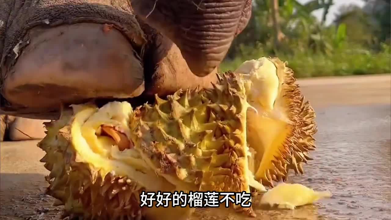 好好的榴莲不吃却要让大象踩个稀巴烂