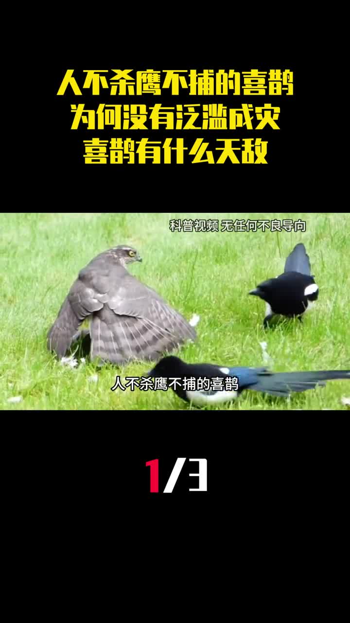 人不杀鹰不捕的喜鹊为何没有泛滥成灾喜鹊有什么天敌1