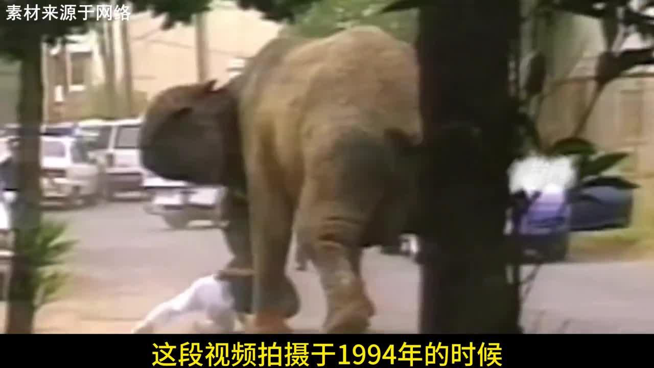 1994年真实影像马戏团大象踩死驯兽师身中86枪依旧向往自由