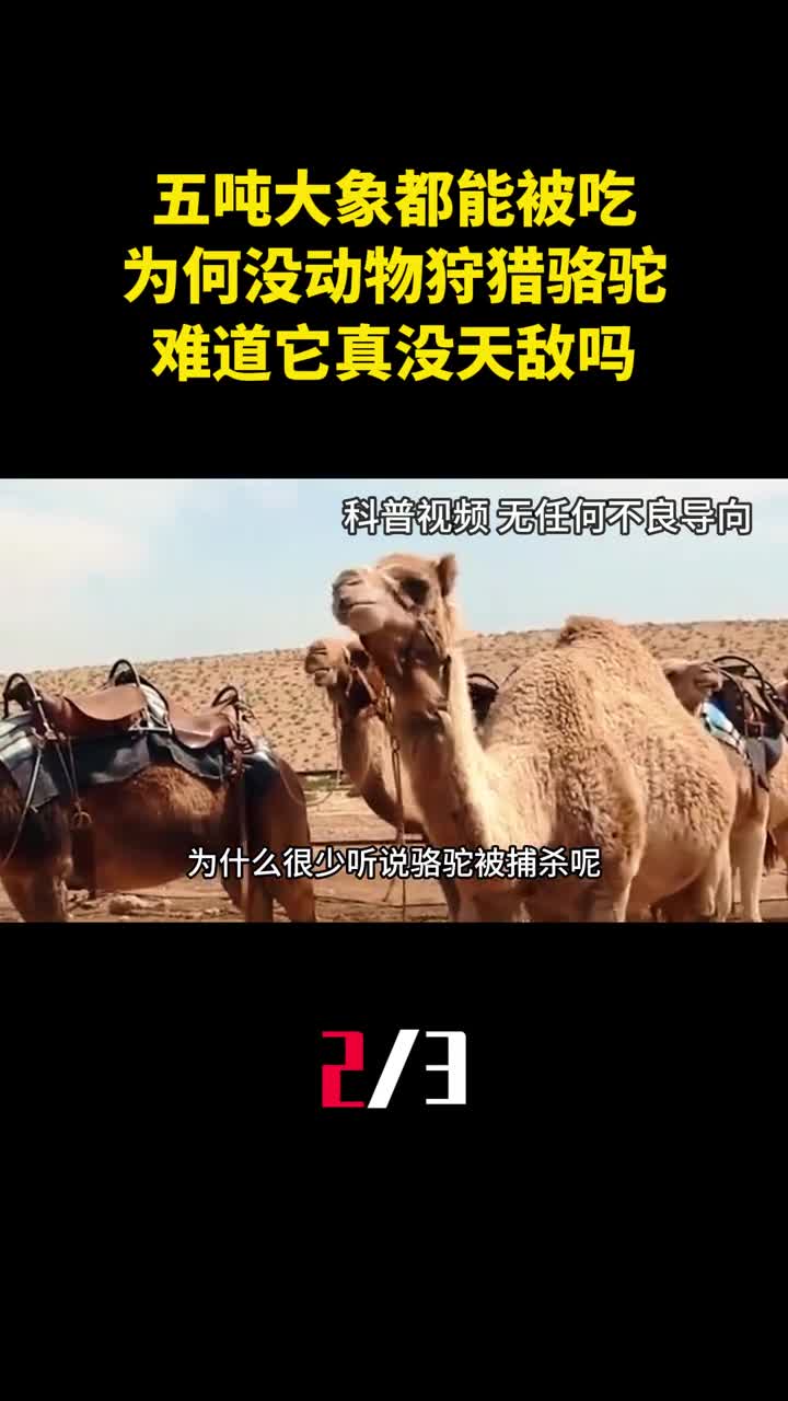 五吨大象都能被吃为何没食肉动物狩猎骆驼难道它真没天敌吗2
