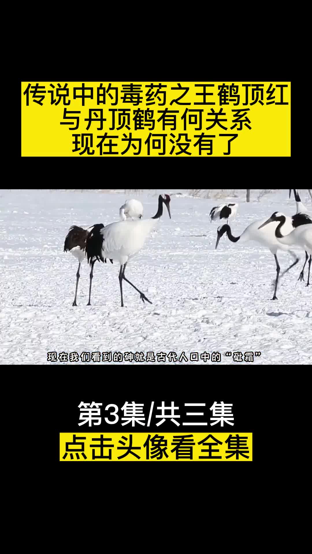 传说中的毒药之王鹤顶红与丹顶鹤有何关系现在怎么没有了