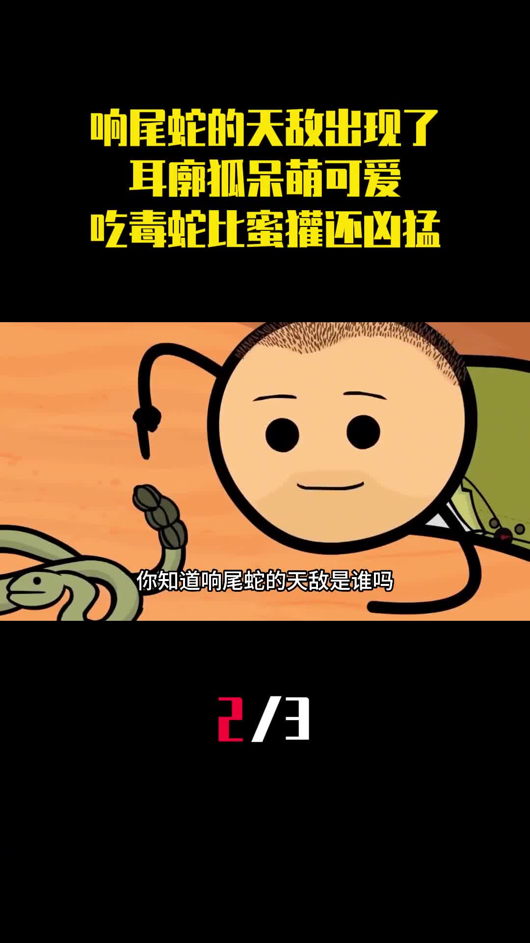 响尾蛇的天敌出现了耳廓狐呆萌可爱吃毒蛇比蜜獾还凶猛2