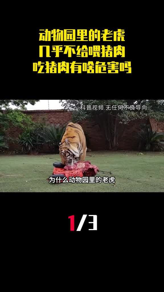 为什么动物园里的老虎几乎不给喂猪肉吃猪肉有啥危害吗1