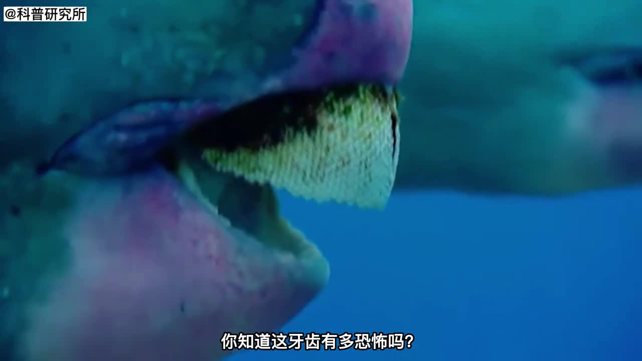 这鱼的牙齿竟如此恐怖无法想象