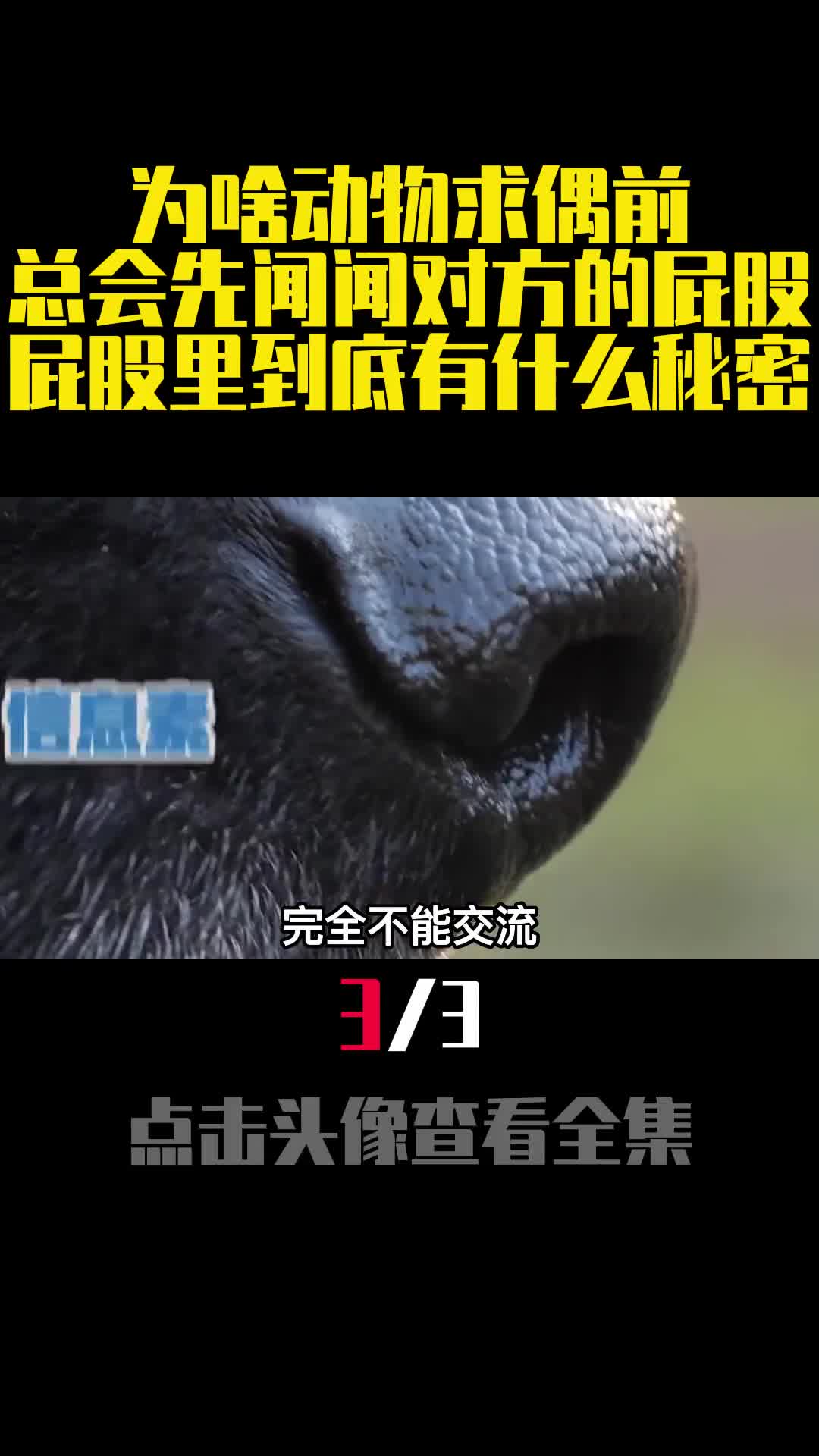 为啥动物求偶前总会先闻闻对方的屁股屁股里到底有什么秘密3