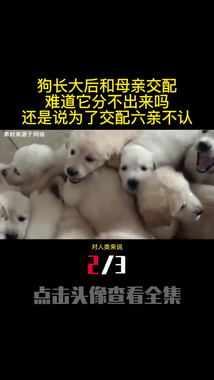 狗长大后和母亲交配难道它分不出来吗还是说为了交配六亲不认2