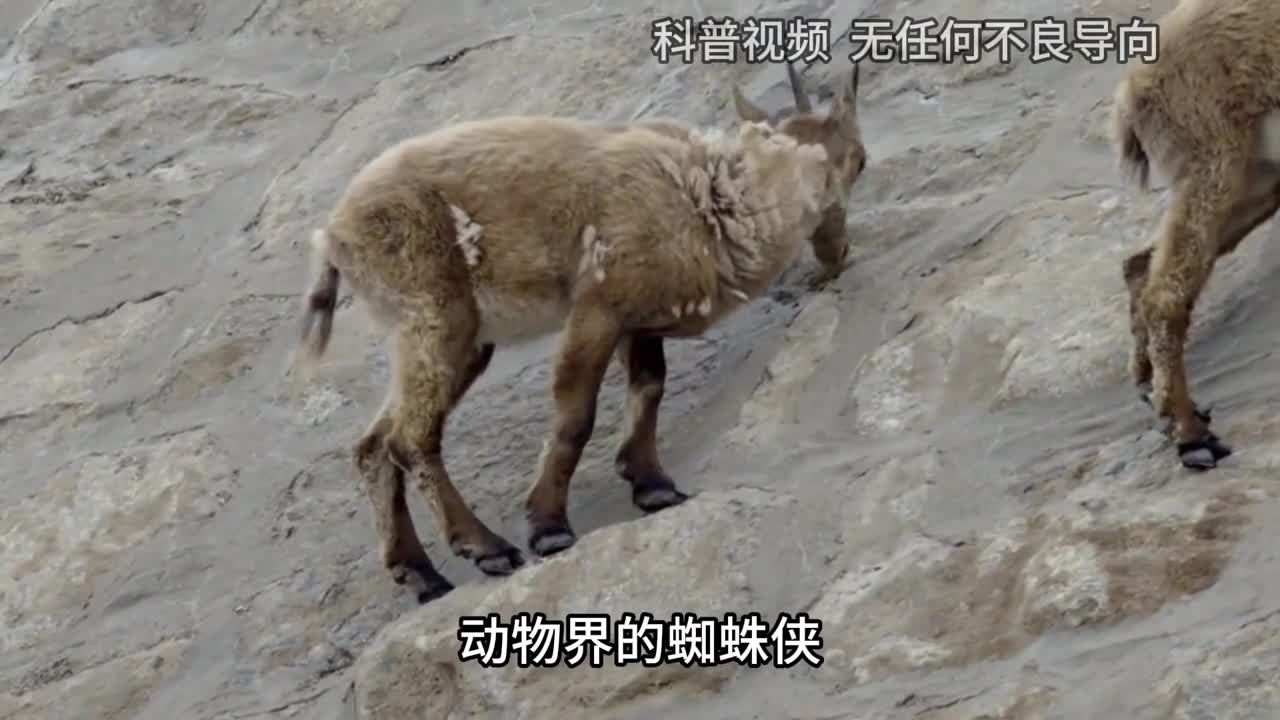 动物界的蜘蛛侠羱羊为何能在峭壁行走不怕失足摔死吗1