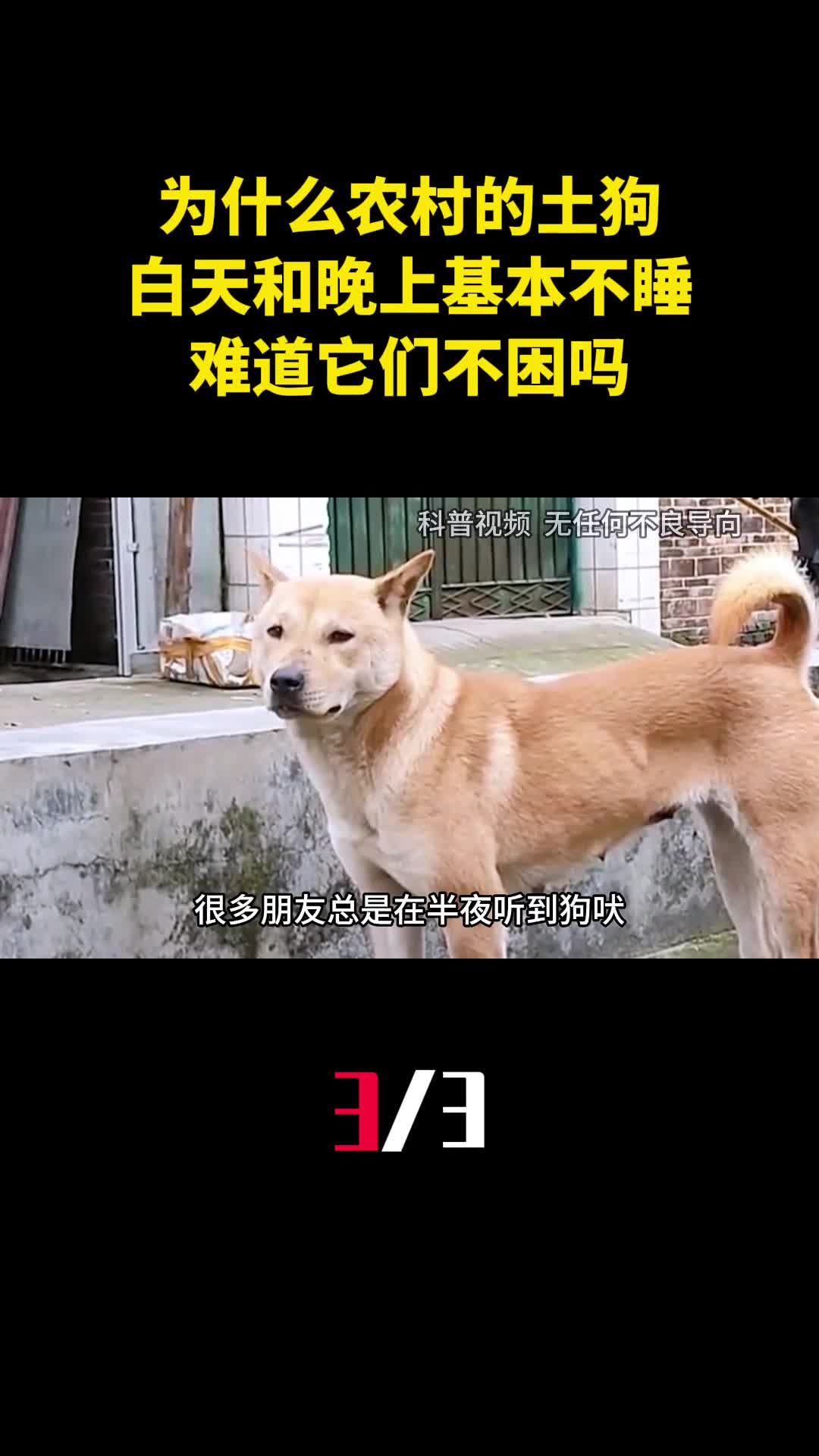 为什么农村的土狗白天和晚上基本不睡难道它们不困吗3