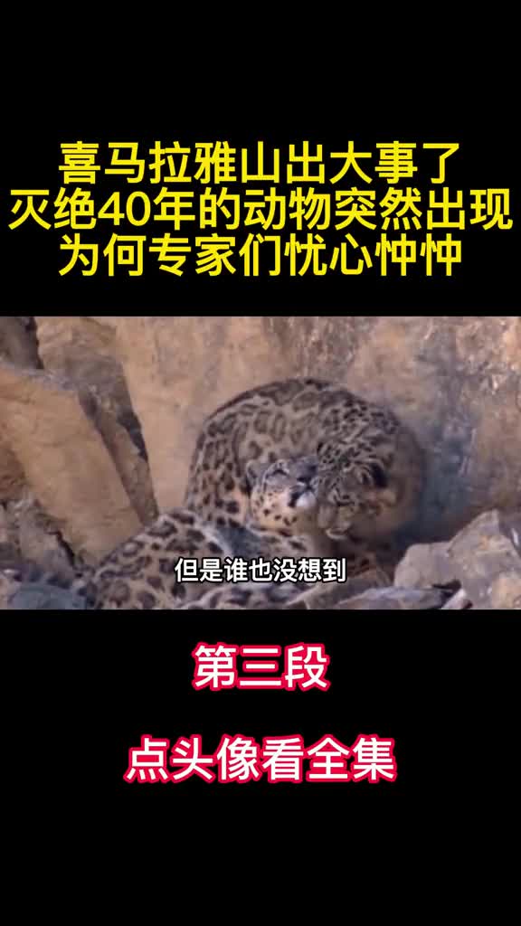 喜马拉雅山出大事了灭绝40年的动物出现为何专家们忧心忡忡3