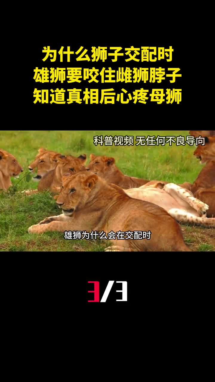 狮子交配时为什么雄狮要死死咬住雌狮脖子知道真相后心疼母狮3