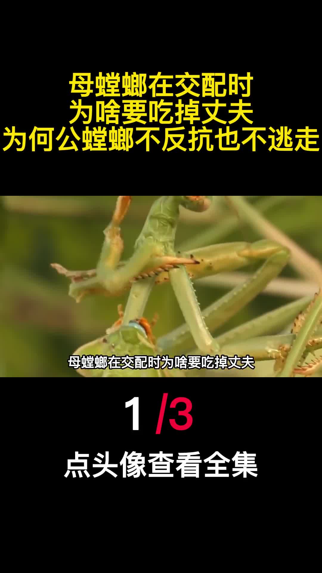 母螳螂在交配时为啥要吃掉丈夫为何公螳螂不反抗也不逃走1