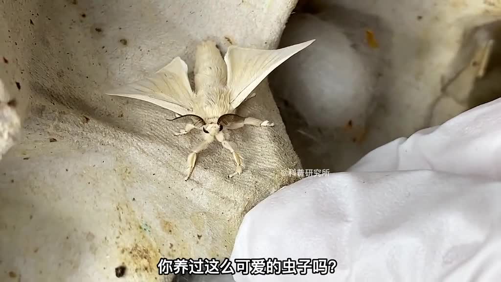 连女孩子都喜欢的昆虫你见过它们吗三