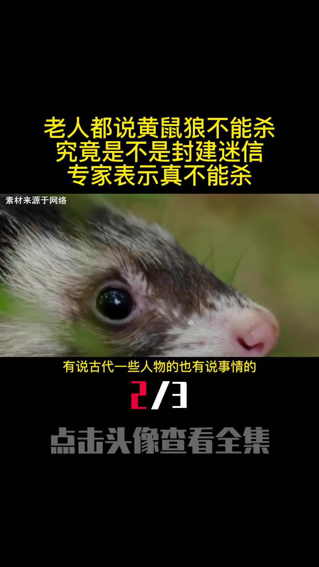 老人都说黄鼠狼不能杀究竟是不是封建迷信专家表示真不能杀2