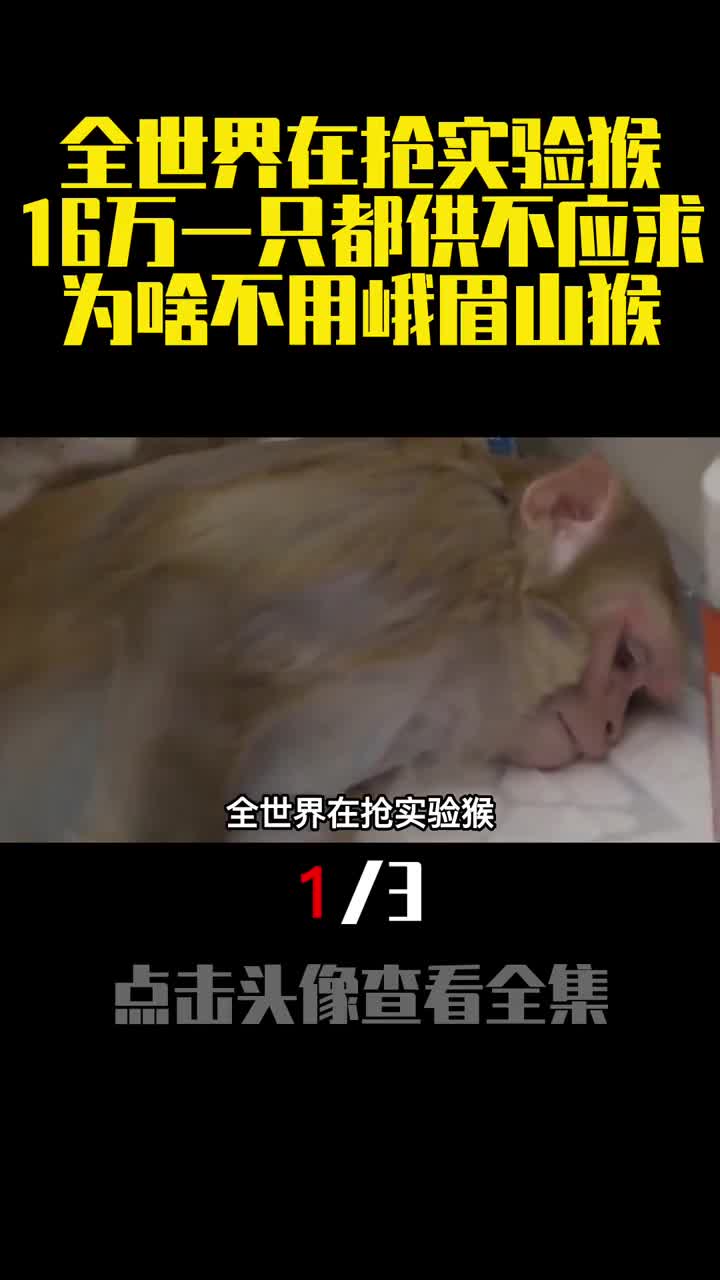 全世界在抢实验猴16万一只都供不应求为啥不用峨眉山猴1