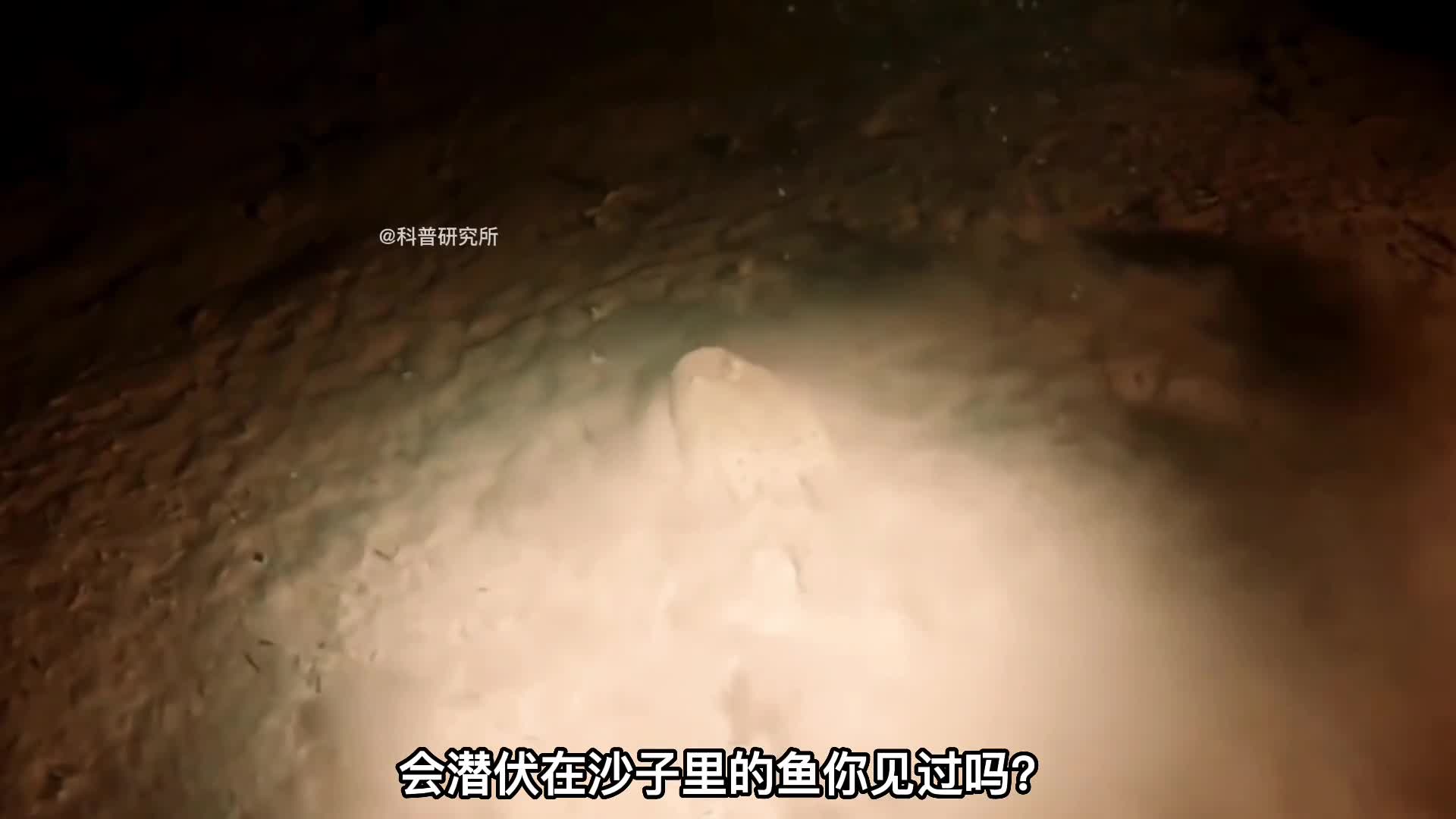 都是你没讲过的奇特鱼类最后一个是老6二