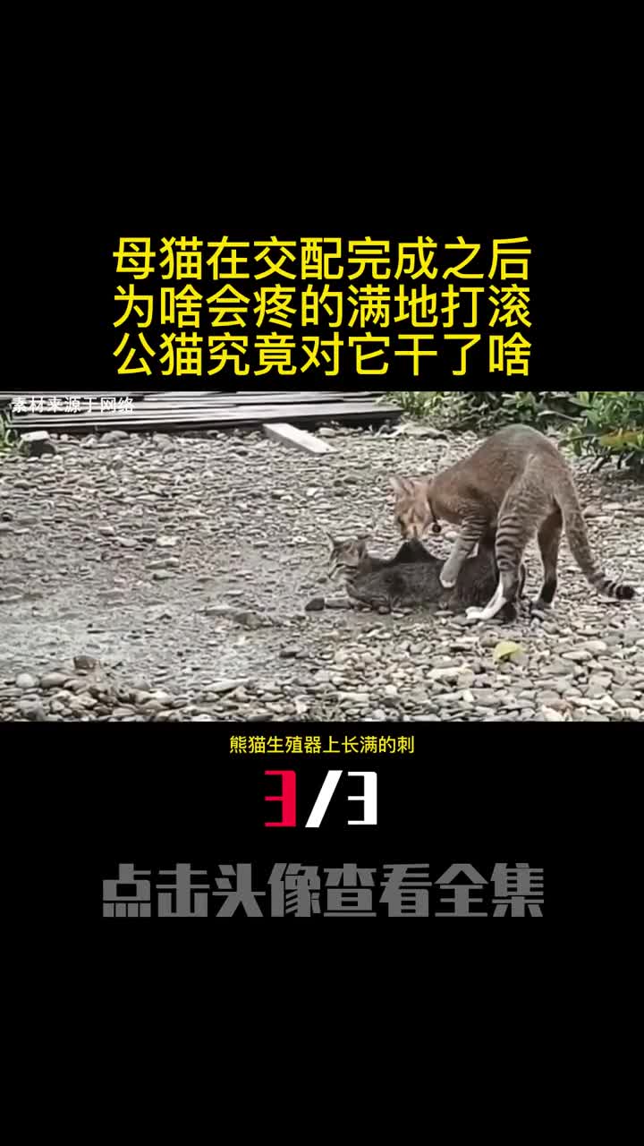 母猫在交配完成之后为啥会疼的满地打滚公猫究竟对它干了啥3