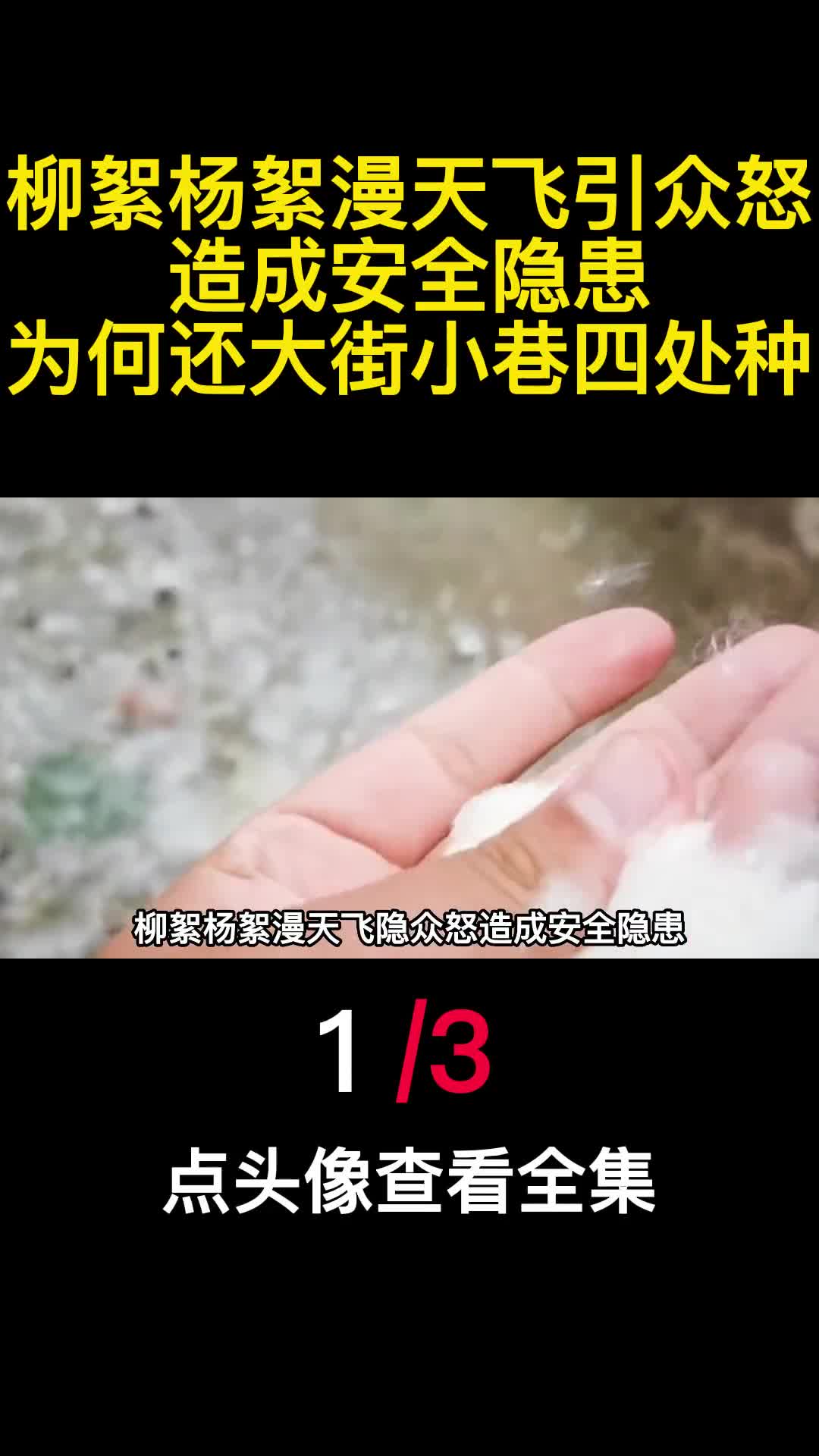 柳絮杨絮漫天飞引众怒造成安全隐患为何还大街小巷四处种1