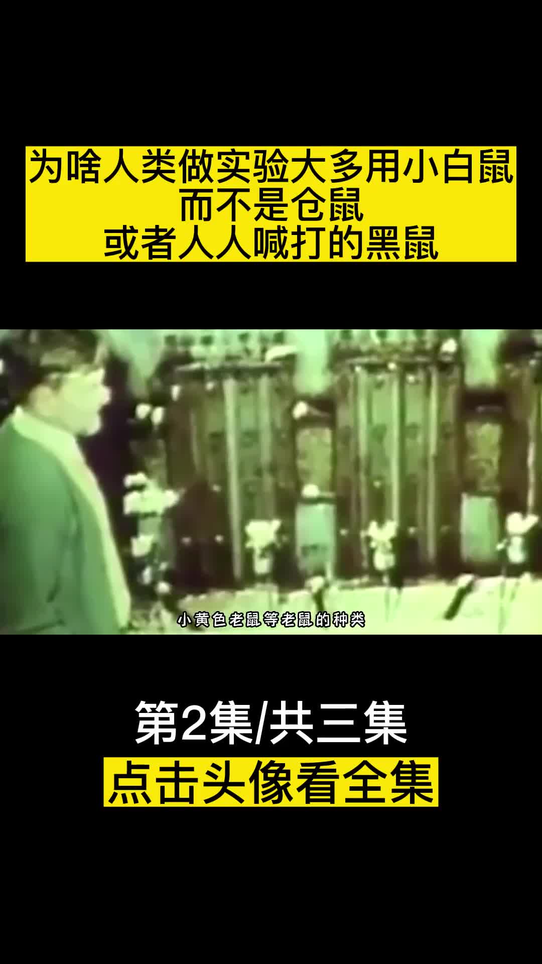 为啥人类做实验大多用小白鼠而不是仓鼠或者人人喊打的黑鼠