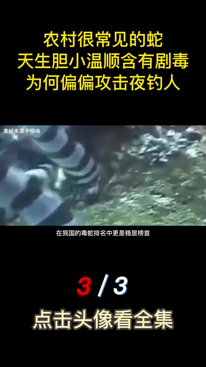农村很常见的蛇天生胆小温顺含有剧毒为何偏偏攻击夜钓人