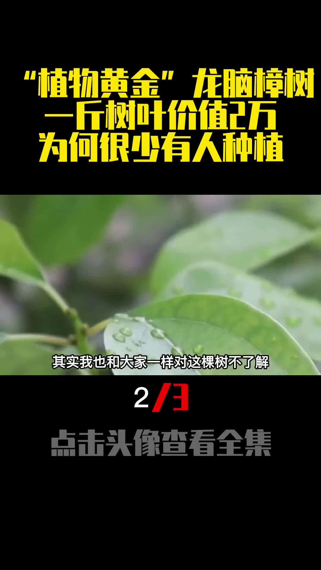 植物黄金龙脑樟树一斤树叶价值2万为何很少有人种植2