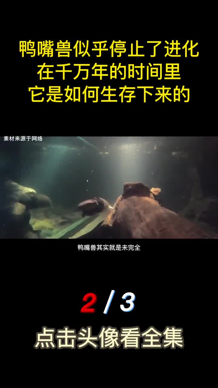 鸭嘴兽似乎停止了进化在千万年的时间里它是如何生存下来的