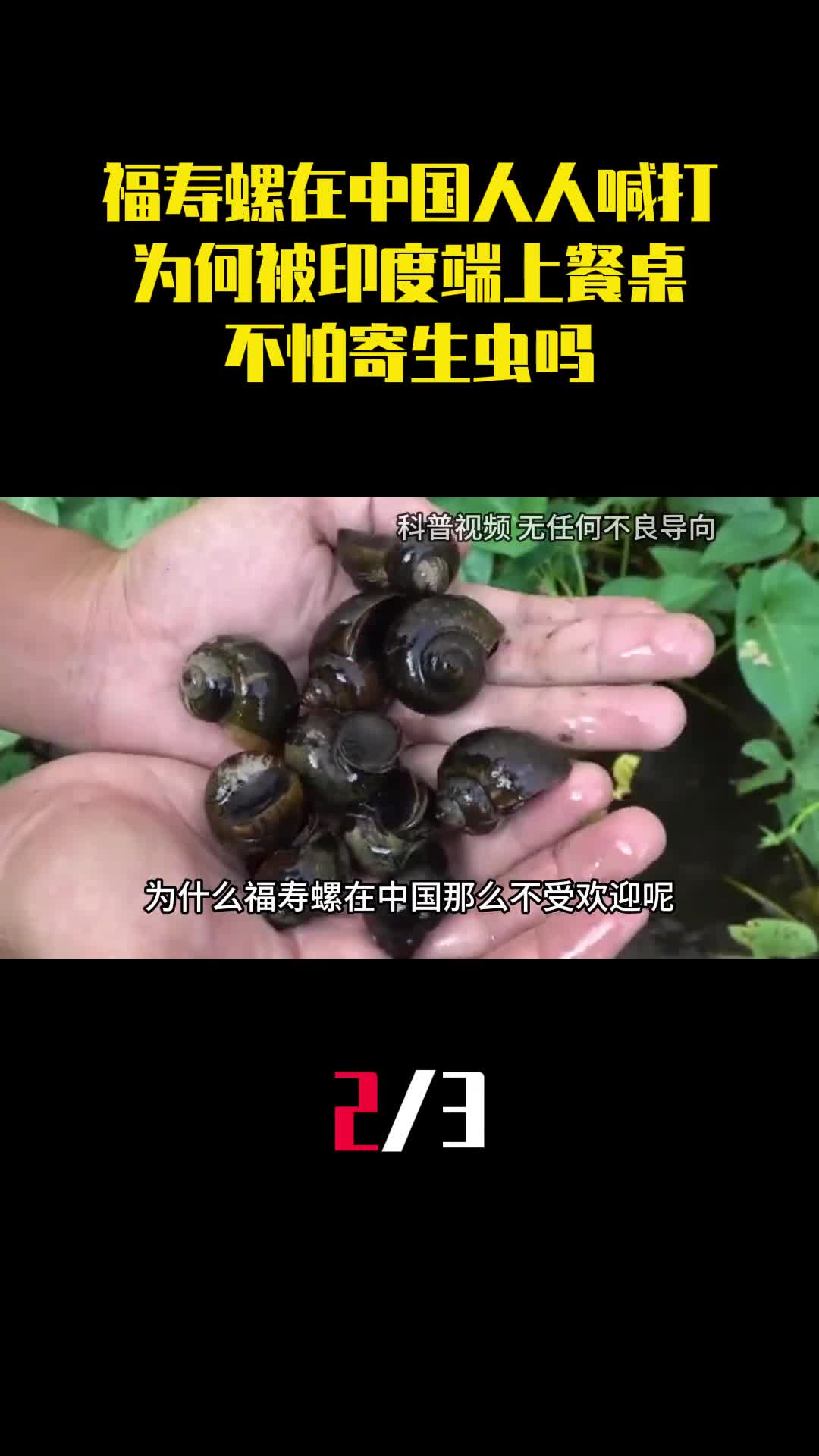 在中国人人喊打的福寿螺为何被印度端上餐桌不怕寄生虫吗2