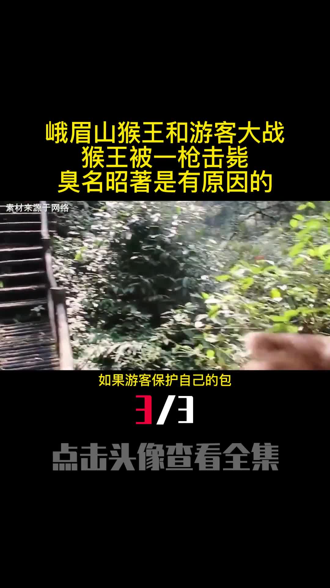 峨眉山猴王和游客大战猴王被一枪击毙臭名昭著是有原因的3