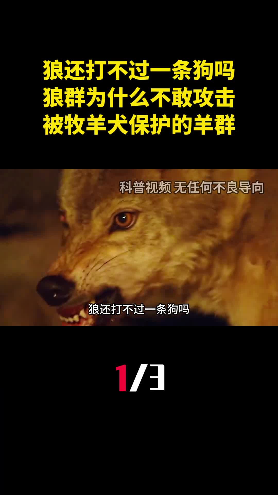 狼还打不过一条狗吗狼群为什么不敢攻击被牧羊犬保护的羊群1