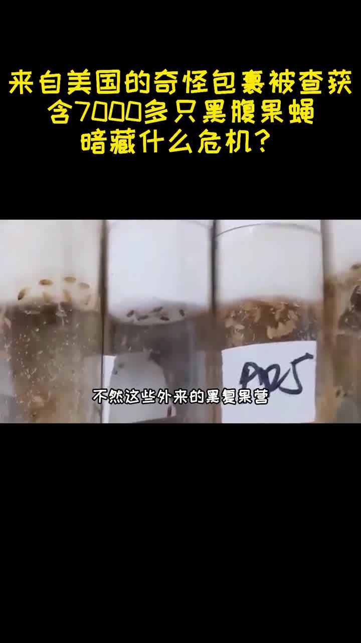 来自美国的奇怪包裹被查获含7000多只黑腹果蝇暗藏什么危机3