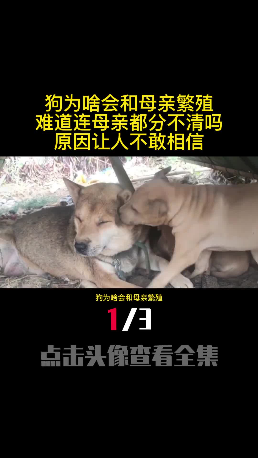 狗为啥会和母亲繁殖难道连母亲都分不清吗原因让人不敢相信1