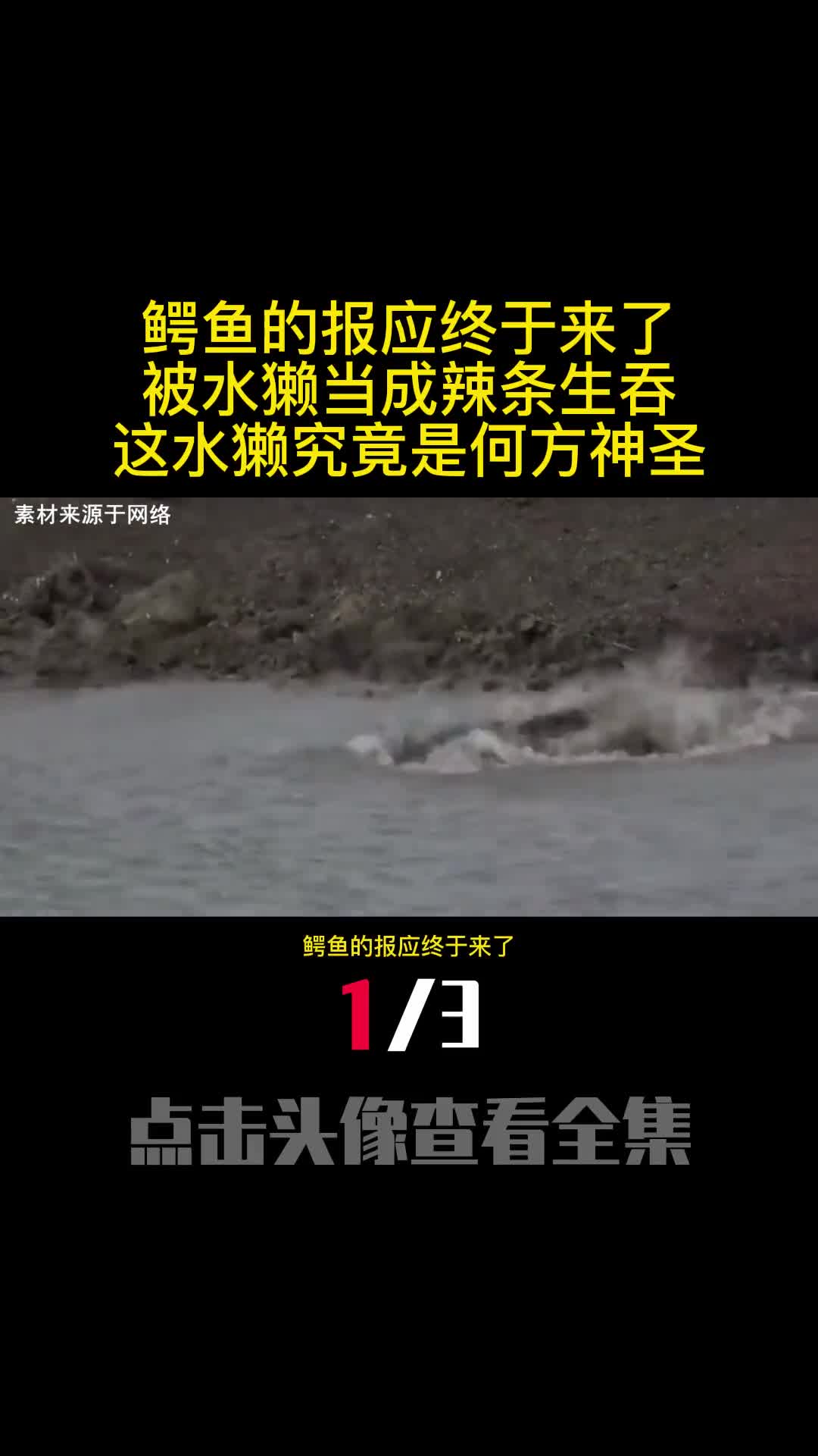 鳄鱼的报应终于来了被水獭当成辣条生吞这水獭究竟是何方神圣1